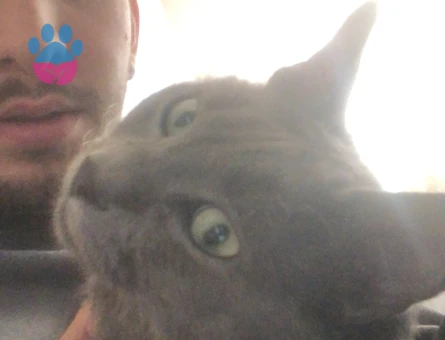 Russian Blue Kızıma Eş Arıyorum