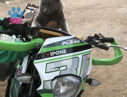 Russian Blue Kızıma Eş Arıyorum