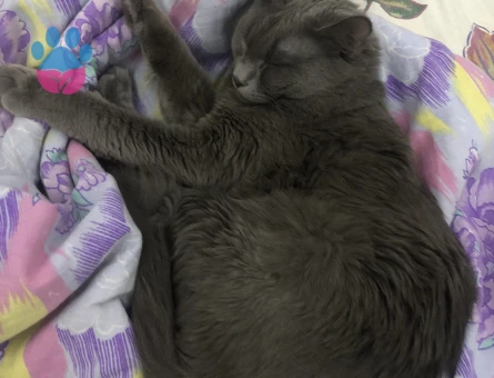 Russian Blue Kızıma Eş Arıyorum