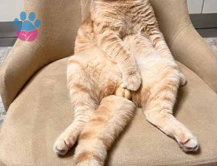 2 YAŞINDAKİ ERKEK KEDİM PONTİK İÇİN DİŞİ EŞ ARIYORUM