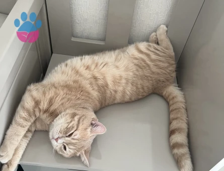 2 YAŞINDAKİ ERKEK KEDİM PONTİK İÇİN DİŞİ EŞ ARIYORUM