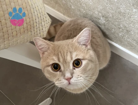 2 YAŞINDAKİ ERKEK KEDİM PONTİK İÇİN DİŞİ EŞ ARIYORUM