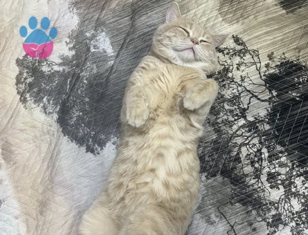 2 YAŞINDAKİ ERKEK KEDİM PONTİK İÇİN DİŞİ EŞ ARIYORUM