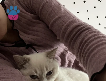 Britsh Blue Point kızıma eş arıyoruz