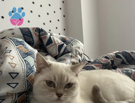 Britsh Blue Point kızıma eş arıyoruz