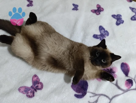british shorthair kırması kızıma eş arıyorum