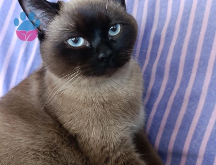 british shorthair kırması kızıma eş arıyorum