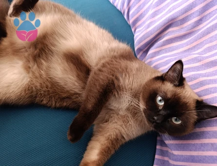 british shorthair kırması kızıma eş arıyorum