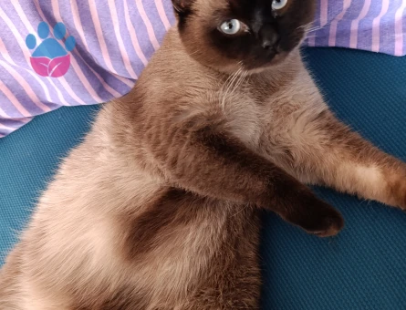british shorthair kırması kızıma eş arıyorum