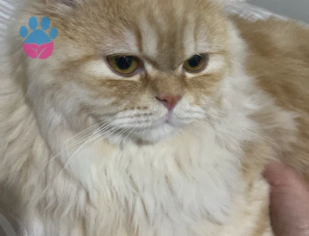 Chinchilla 10 Aylık Kedime Eş Arıyorum