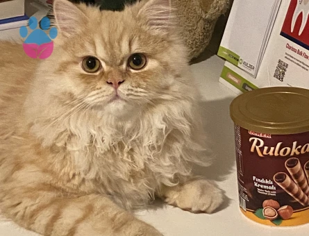 Chinchilla 10 Aylık Kedime Eş Arıyorum