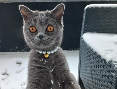 British Shorthair Kedim Damat Arıyor - 118974723