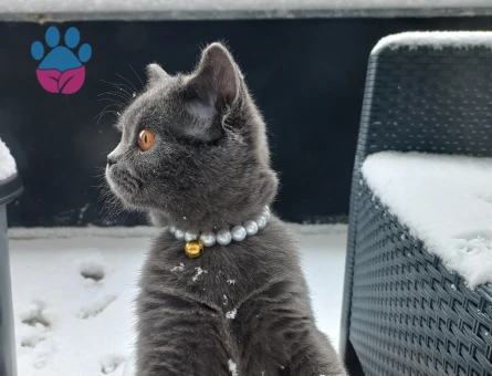 British Shorthair Kedim Damat Arıyor