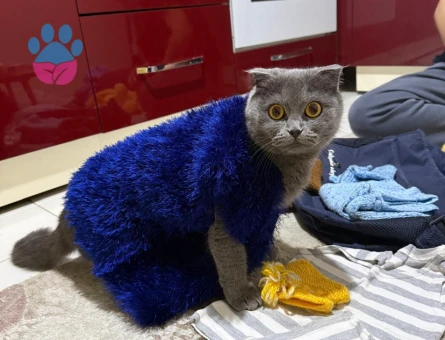 Scottish Fold kızımıza eş arıyoruz