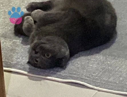 Scottish Fold kızımıza eş arıyoruz