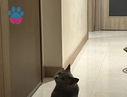 British Shorthair 1 Yaşında Kedim Eş Arıyor