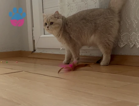 British Shorthair Cy12 Dişi Kedim Eş Arıyor