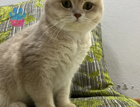British Shorthair Cy12 Dişi Kedim Eş Arıyor