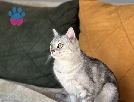 Kedime uygun eş adayı arıyorum