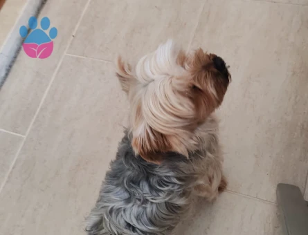 Yorkshire Terrier Oğlumuza Eş Arıyoruz
