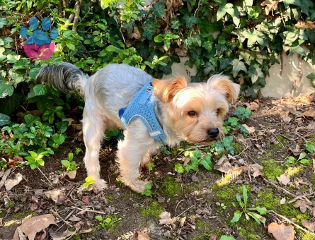 Yorkshire Terrier Oğlumuza Eş Arıyoruz