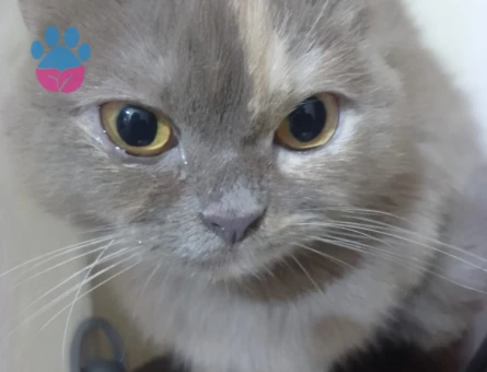 British kedimize eş arıyoruz