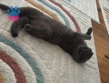 Scottish Fold Oğlumuza es arıyoruz