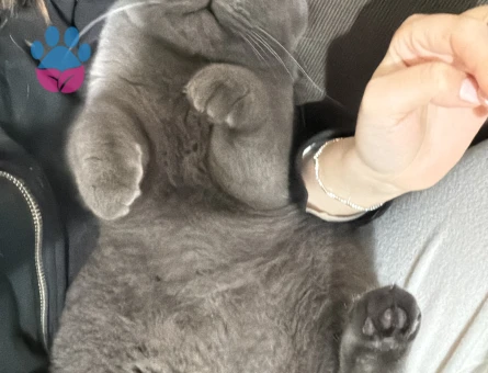 Scottish Fold Oğlumuza es arıyoruz