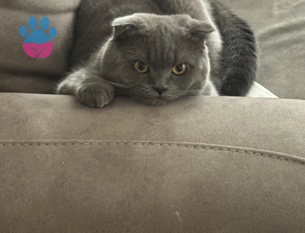 Scottish Fold Oğlumuza es arıyoruz