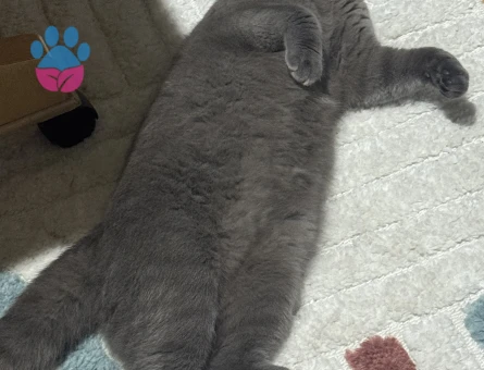 Scottish Fold Oğlumuza es arıyoruz