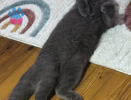 Scottish Fold Oğlumuza es arıyoruz