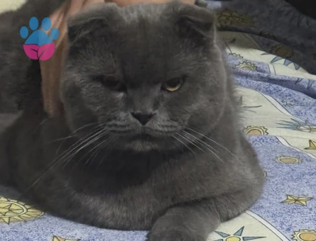 Scottish Fold Oğlumuza es arıyoruz