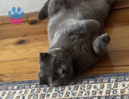 Scottish Fold Oğlumuza es arıyoruz