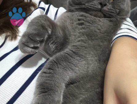 Scottish Fold Oğlumuza es arıyoruz