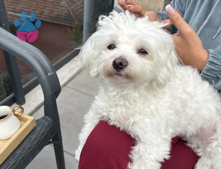 Maltese Terrier Kızıma eş arıyorum