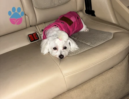 Maltese Terrier Kızıma eş arıyorum