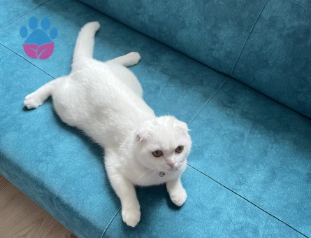 Scottish Fold Erkek Kedim Kızgınlıkta