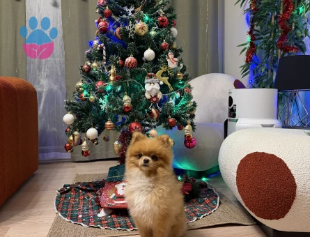 1 Yaşında Poomeranian Boo Oğlum Eş Arıyor