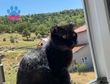 Scottish Fold 2 Yaşında Erkek Kedime Eş Arıyorum