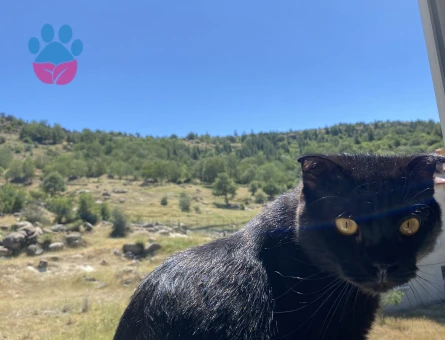 Scottish Fold 2 Yaşında Erkek Kedime Eş Arıyorum