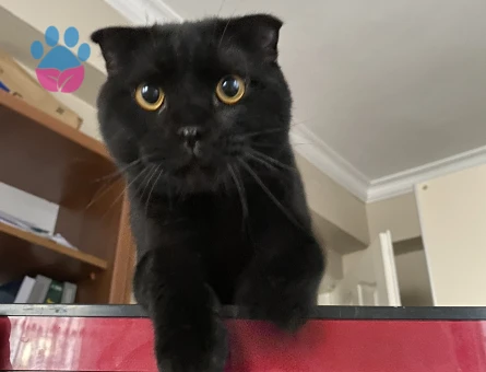 Scottish Fold 2 Yaşında Erkek Kedime Eş Arıyorum