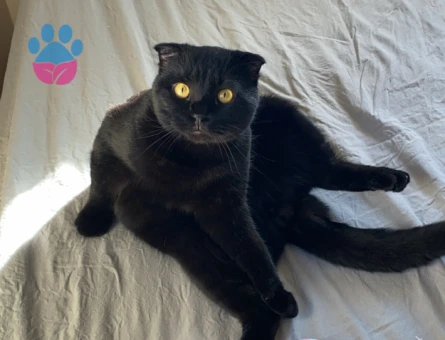 Scottish Fold 2 Yaşında Erkek Kedime Eş Arıyorum