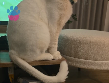 Scottish Straight Disi ariyorum