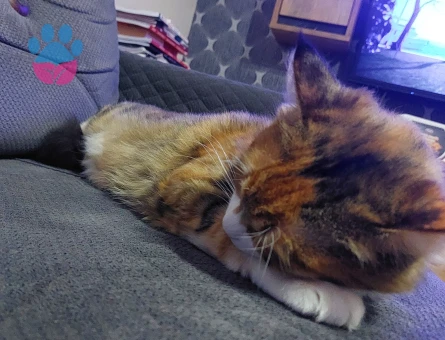 Tekir Dişi kedime eş arıyorum