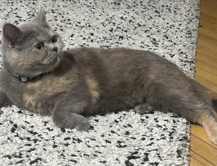 British Shorthair Safiş Eş Arıyor - 118963760
