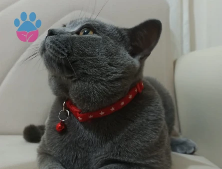 British Shorthair 1 Yaşında Oğlum Eş Arıyor