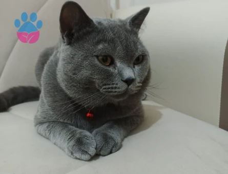 British Shorthair 1 Yaşında Oğlum Eş Arıyor