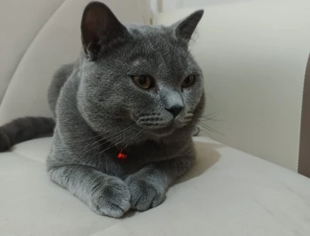 British Shorthair 1 Yaşında Oğlum Eş Arıyor - 118963761