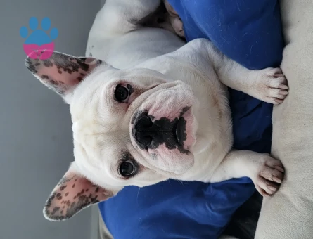 French Bulldog Yakışıklı Morti Eş Arıyor