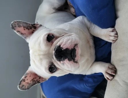 French Bulldog Yakışıklı Morti Eş Arıyor - 118963763